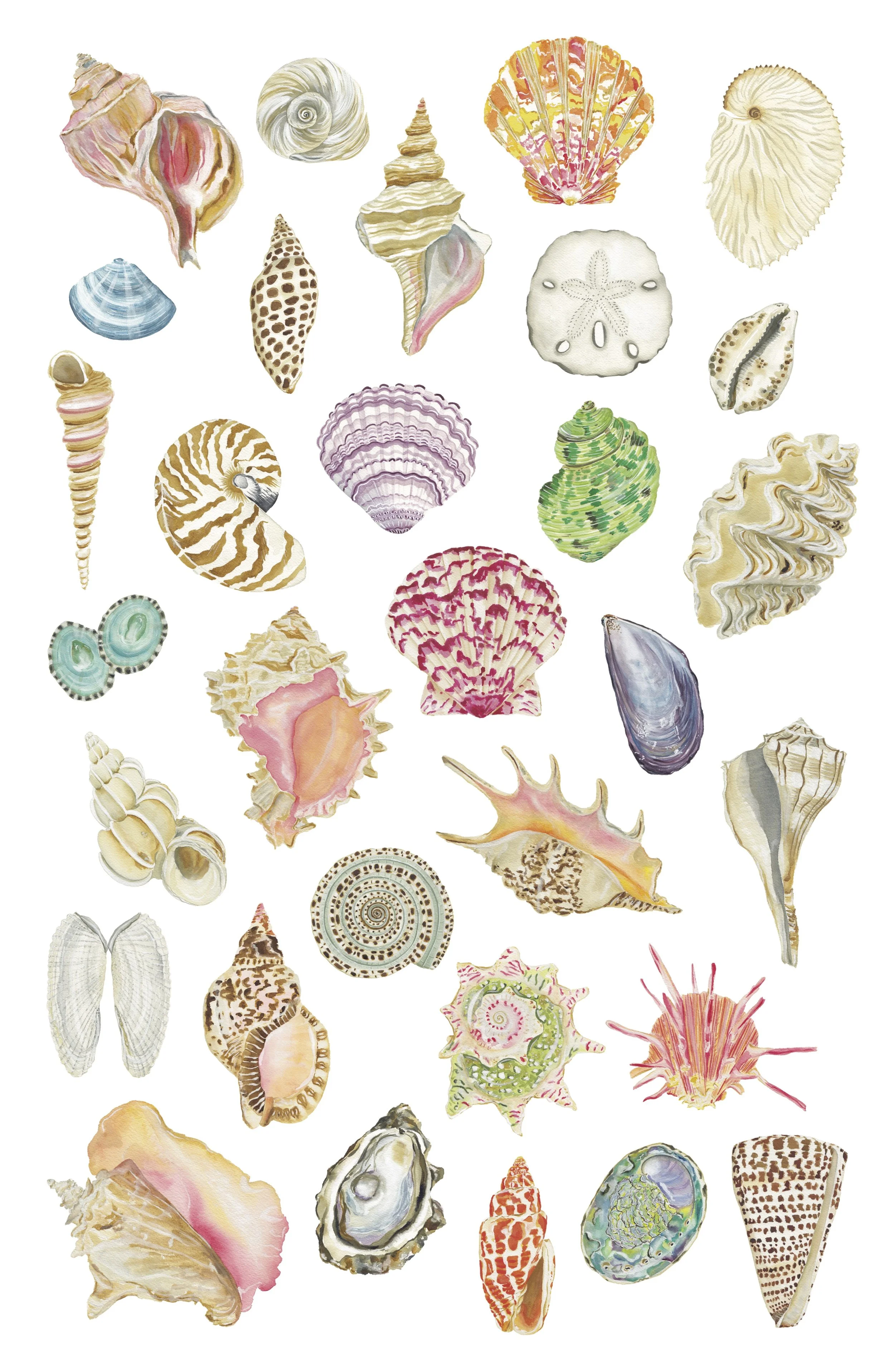 All the Seashells Art Print 11x14 — Catherine Cartie